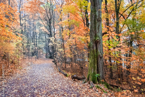  path in a beautiful autumn park with bright yellow and red foliage with moss covered tree trunks