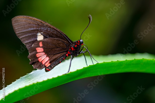 Closeup Common Mormon, Papilio polytes, beautiful butterfly in a summer garden