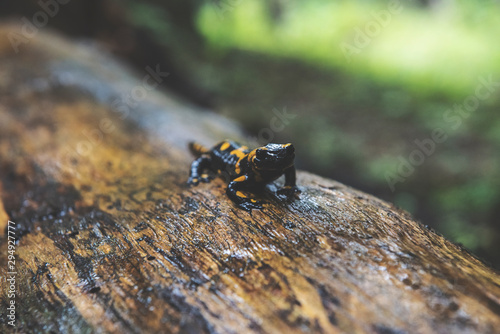 Fire Salamander in Forest