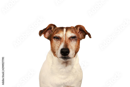 Dog jack russell terrier eyes infection allergy, veterinary medical help concept