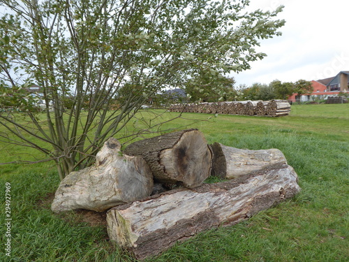 holzstämme mit gestapeltem Holz im hintergrund