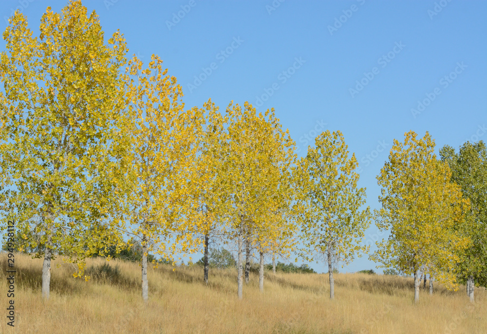 Line of autumn aspen trees with yellow leaves on hill covered by dry autumn grasses Line of autumn aspen trees with yellow leaves on hill covered by dry autumn grasses