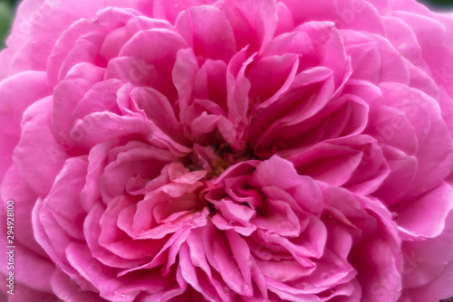 Pink rose closeup. Floral background.