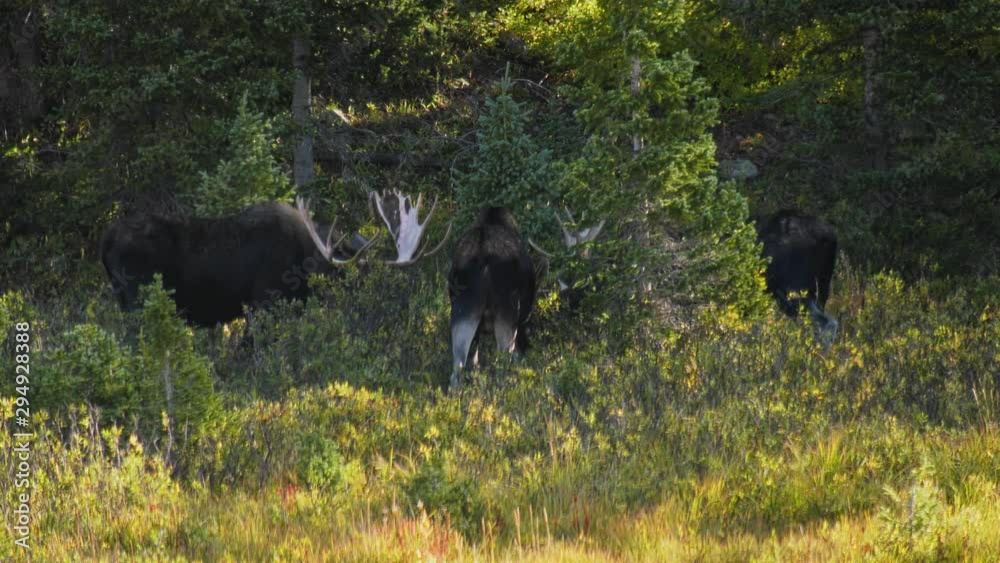 Large bull moose eating with their heads down Large bull moose eating with their heads down