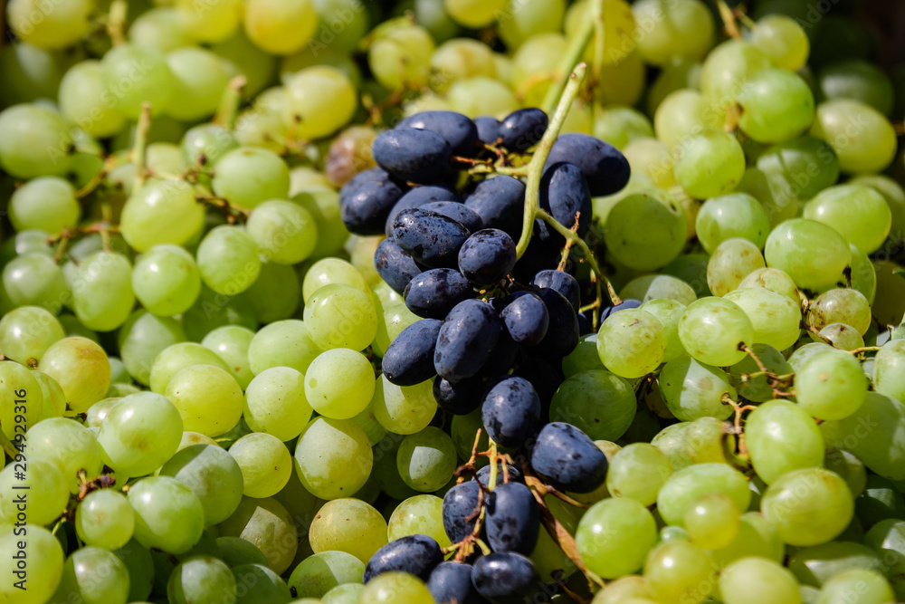Group of fresh blue and white grapes available for sale at a street food market, natural background, soft focus Group of fresh blue and white grapes available for sale at a street food market, natural background, soft focus