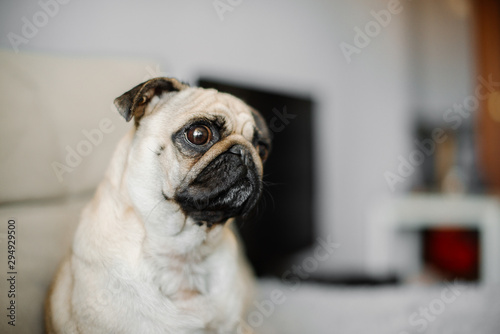 sad yellow pug looking sitting on a pouf grey cute