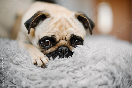 sad yellow pug looking sitting on a pouf grey cute