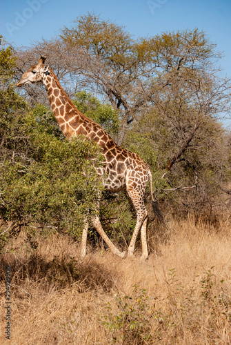 South African Giraffe (Giraffa camelopardalis giraffa) © Rob