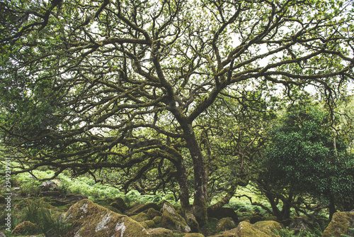 Wistmans Wood Forest in Dartmoor National Park