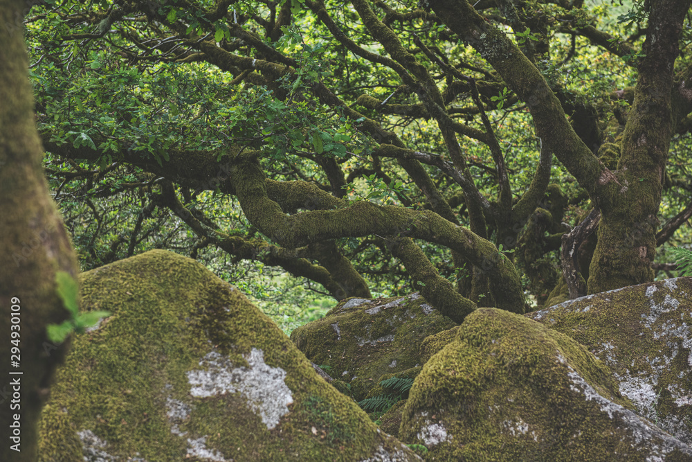 Wistmans Wood Forest in Dartmoor National Park Wistmans Wood Forest in Dartmoor National Park
