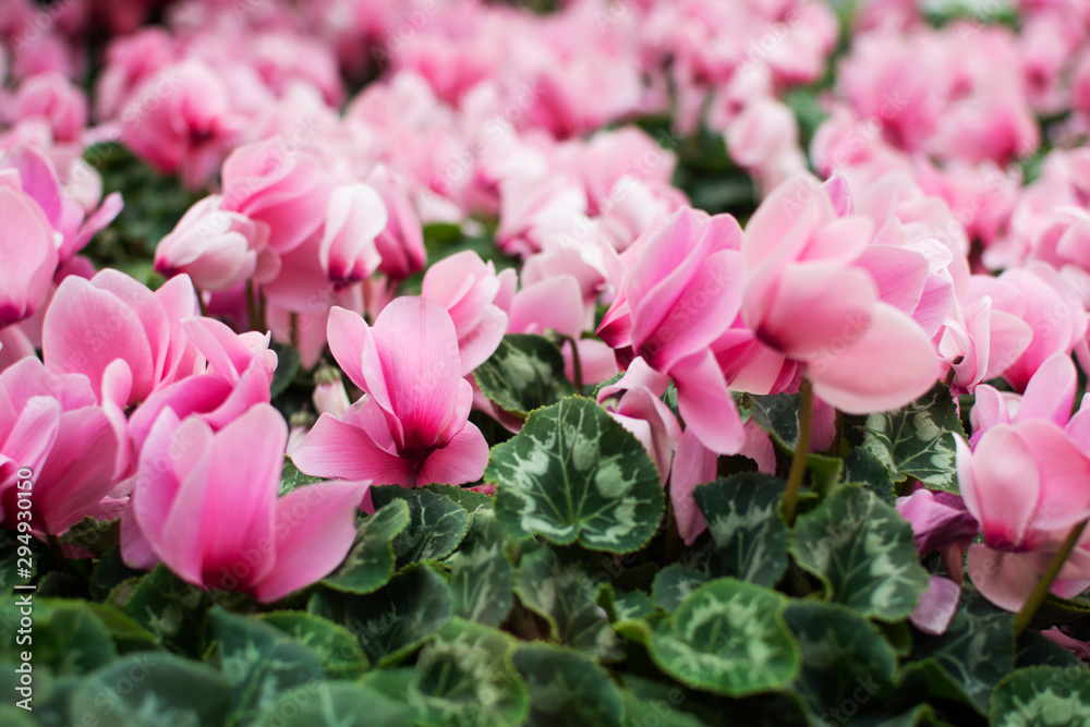 A lawn of beautiful pink cyclamens. Spring tender flower. Poisonous flower, medical poison. Floral background. Home plants. A lawn of beautiful pink cyclamens. Spring tender flower. Poisonous flower, medical poison. Floral background. Home plants.