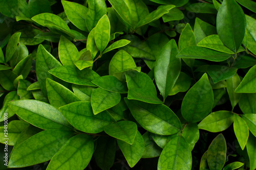 Nature concept. Top view, flat lay. Green glossy leaves. Eco friendly background. Clean planet without pollution concept. Life is in harmony with nature. Many fresh young leaves. photo