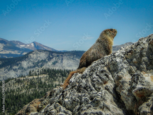Marmot on the Dramatic Mountain Landscape of Mount Hoffman  Yosemite National Park  California  United States of America