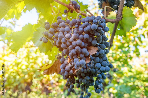 Ripe grapes of Saperavi in a vineyard before harvest, Kakheti, Georgia. photo