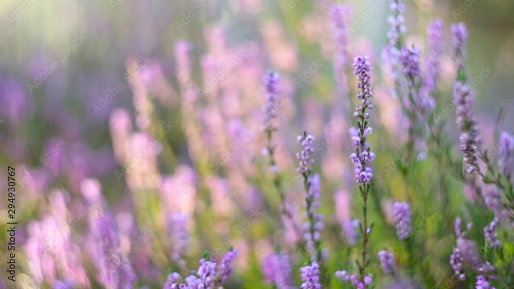 Golden hour sunlight washing over wild purple heather in meadow, Macro Golden hour sunlight washing over wild purple heather in meadow, Macro