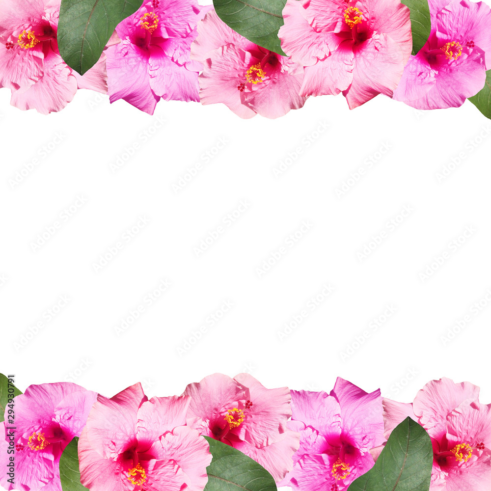 Beautiful floral background of pink hibiscus. Isolated Beautiful floral background of pink hibiscus. Isolated
