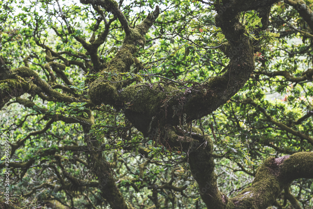 Wistmans Wood Forest in Dartmoor National Park Wistmans Wood Forest in Dartmoor National Park