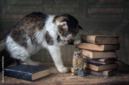 Cat playing with the book