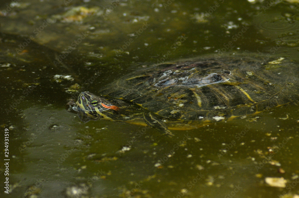 Fototapeta premium Turtle in its natural habitat 