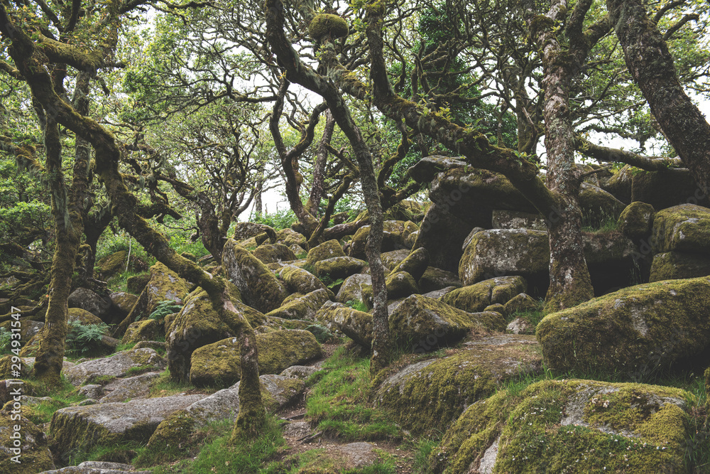Wistmans Wood Forest in Dartmoor National Park Wistmans Wood Forest in Dartmoor National Park