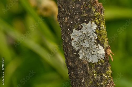 Lichens growing on tree bark 