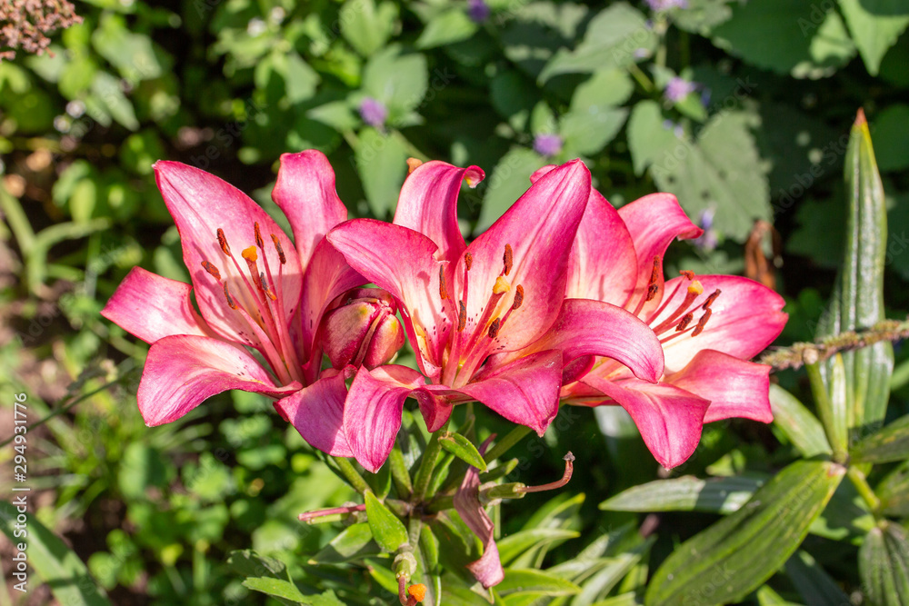 Pink lily flower close-up on a background of green foliage. Garden decorative flower red lily