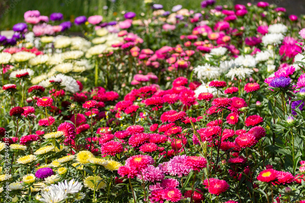 Many Callistephus flowers red pink white, flower garden, background horizontal. Daisy asters of different colors
