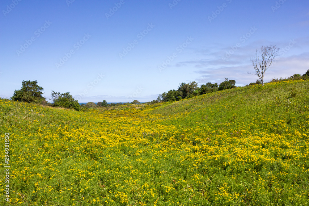 A Beautiful Meadow Filled With Yellow Flowers On Block Island, Rhode Island, United States Of America
