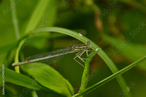 Small beautiful dragonfly on a leaf of grass 