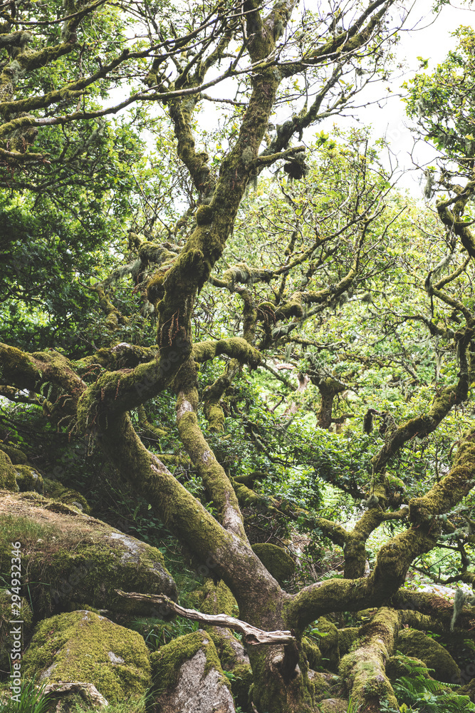 Wistmans Wood Forest in Dartmoor National Park Wistmans Wood Forest in Dartmoor National Park