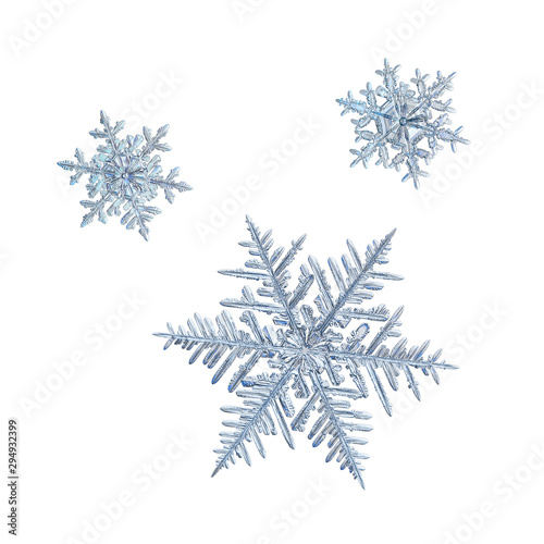 Three snowflakes isolated on white background. Macro photo of real snow crystals  elegant stellar dendrites of different sizes and shapes  hexagonal symmetry  thin  fragile arms and complex details.