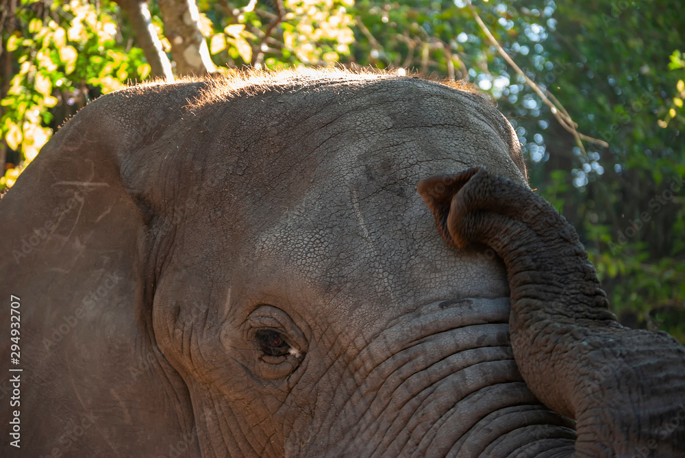 Fototapeta premium African Elephants (Loxodonta Africana) in South Africa