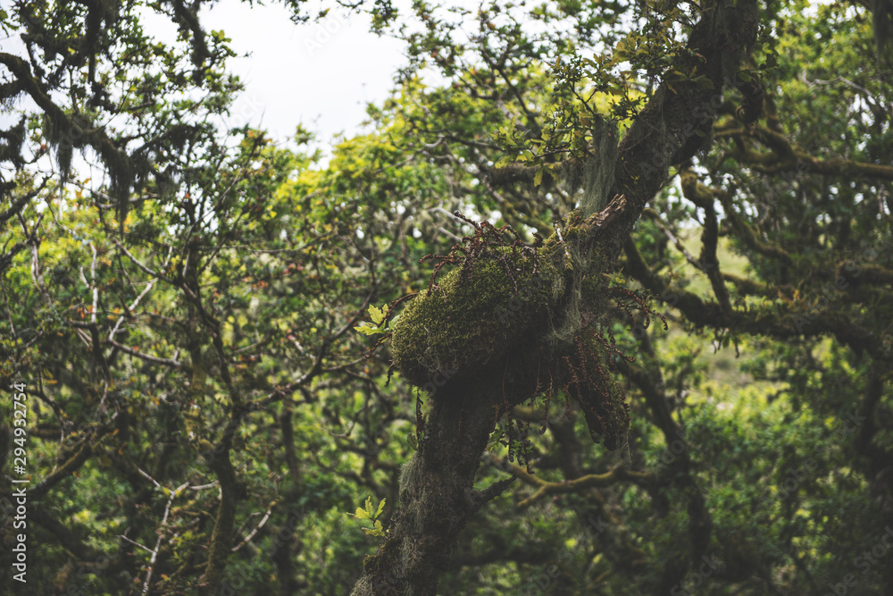 Obraz premium Wistmans Wood Forest in Dartmoor National Park