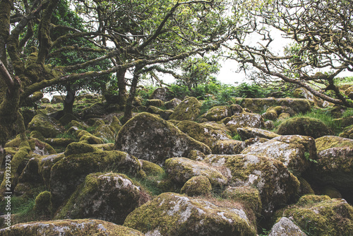 Wistmans Wood Forest in Dartmoor National Park