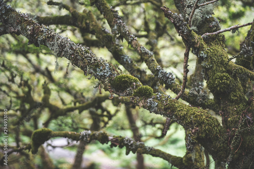 Wistmans Wood Forest in Dartmoor National Park Wistmans Wood Forest in Dartmoor National Park