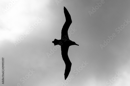 Silhouette Of A Laysan Albatross In Flight At James Campbell National Wildlife Refuge, Oahu, Hawaii, USA photo