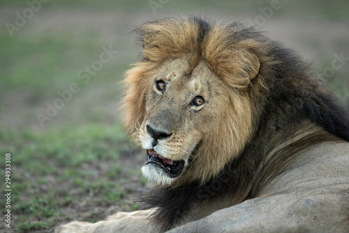 A portrait of the lion king  Masai Mara  Kenya