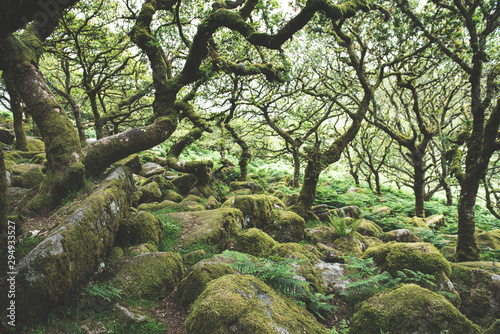 Wistmans Wood Forest in Dartmoor National Park