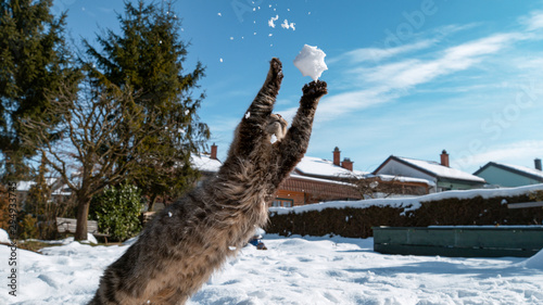 CLOSE UP  Cute cat playing in garden dives at a snowball flying through the air.