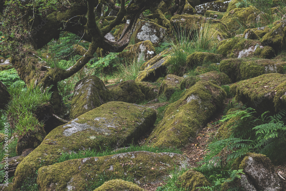 Wistmans Wood Forest in Dartmoor National Park Wistmans Wood Forest in Dartmoor National Park
