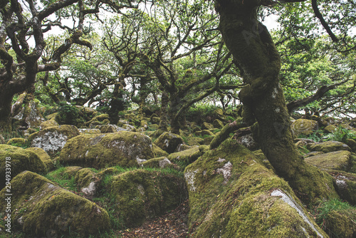 Wistmans Wood Forest in Dartmoor National Park
