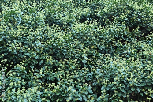 green bushes covered with yellow round flowers