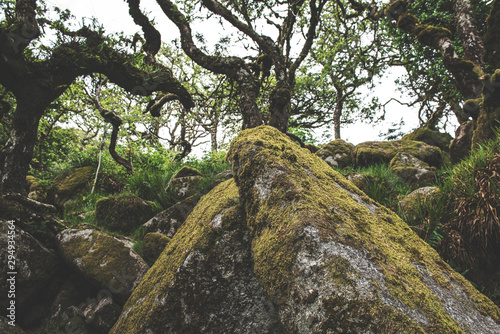 Wistmans Wood Forest in Dartmoor National Park photo