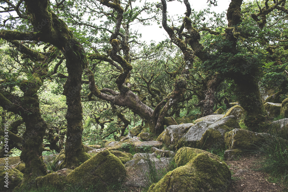 Fototapeta premium Wistmans Wood Forest in Dartmoor National Park