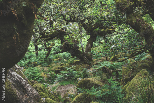 Wistmans Wood Forest in Dartmoor National Park