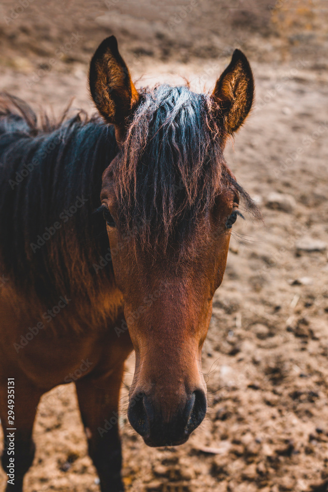 Fototapeta premium Portrait of the head of a horse