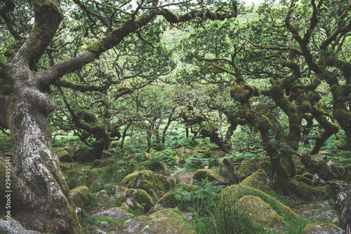Wistmans Wood Forest in Dartmoor National Park