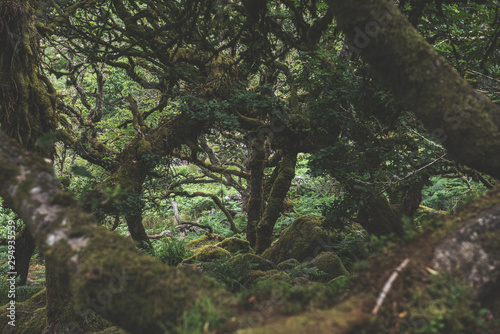 Wistmans Wood Forest in Dartmoor National Park