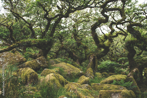 Wistmans Wood Forest in Dartmoor National Park