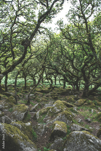 Wistmans Wood Forest in Dartmoor National Park